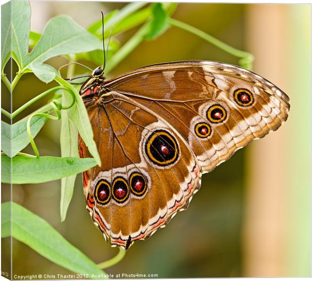 Owl Eye Butterfly Canvas Print by Chris Thaxter