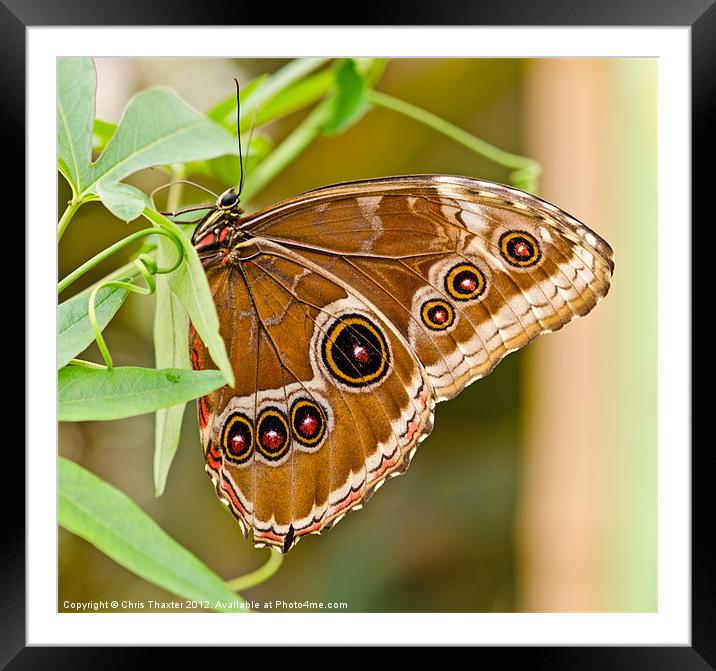 Owl Eye Butterfly Framed Mounted Print by Chris Thaxter