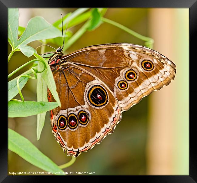 Owl Eye Butterfly Framed Print by Chris Thaxter