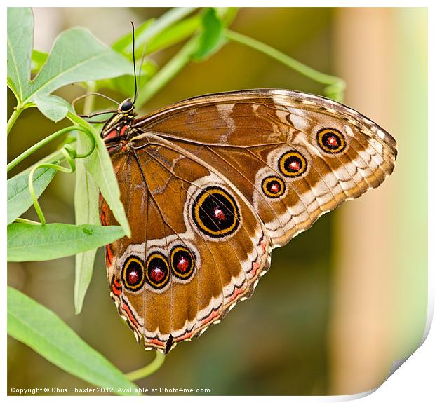 Owl Eye Butterfly Print by Chris Thaxter