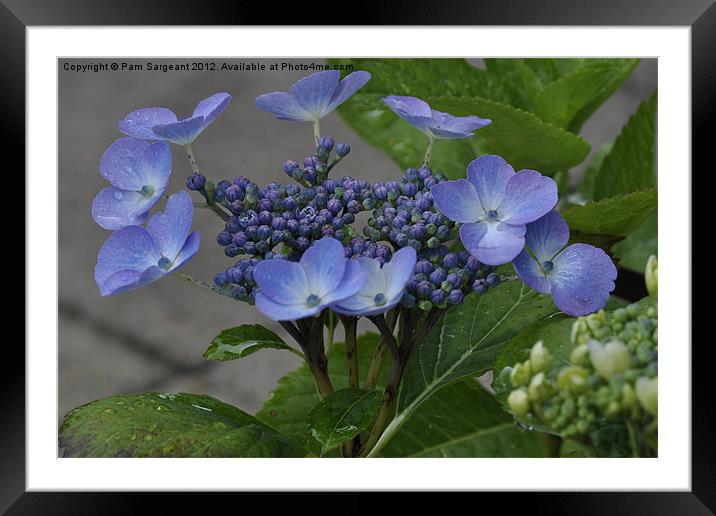 Hydrangea Framed Mounted Print by Pam Sargeant