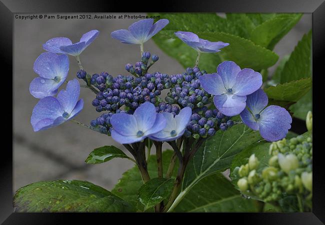 Hydrangea Framed Print by Pam Sargeant