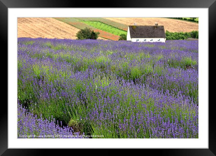 Lavender house Framed Mounted Print by Lucy Antony