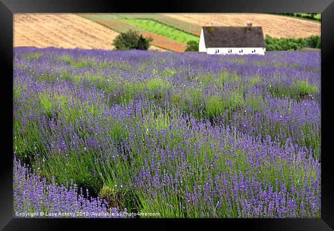 Lavender house Framed Print by Lucy Antony