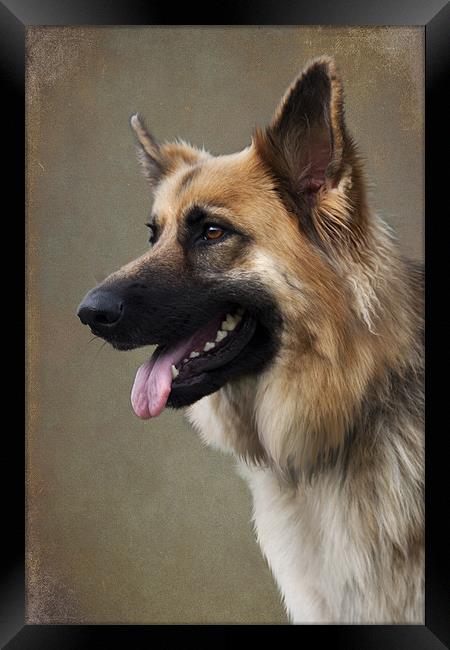 German Shepherd Dog Framed Print by Lynne Davies