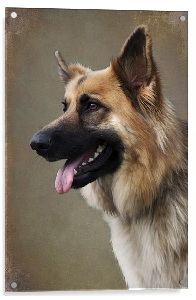 German Shepherd Dog Acrylic by Lynne Davies
