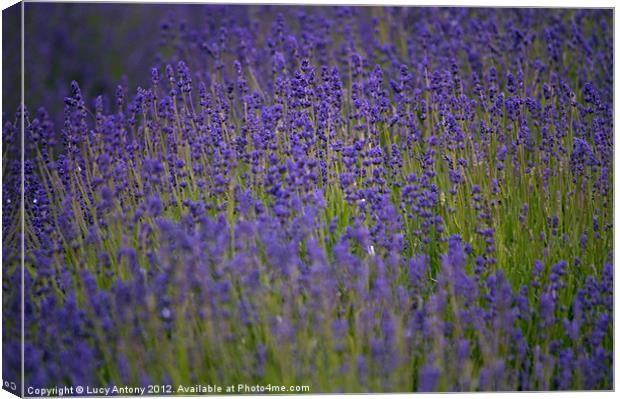 simply lavender Canvas Print by Lucy Antony