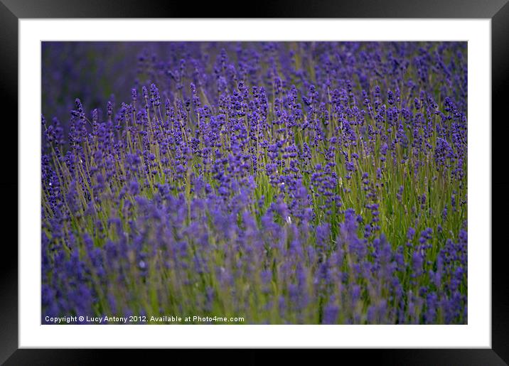 simply lavender Framed Mounted Print by Lucy Antony