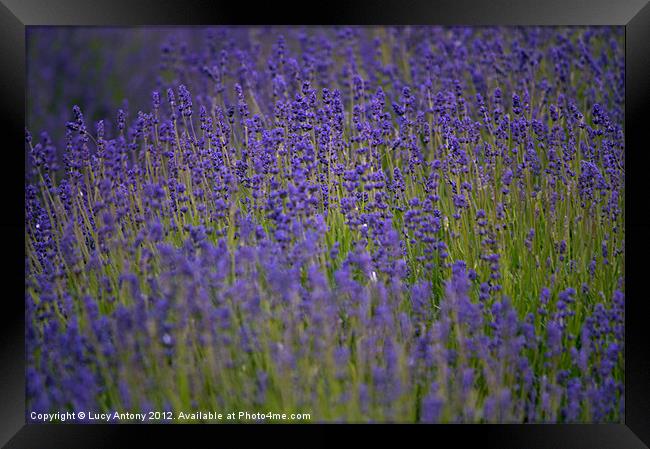simply lavender Framed Print by Lucy Antony