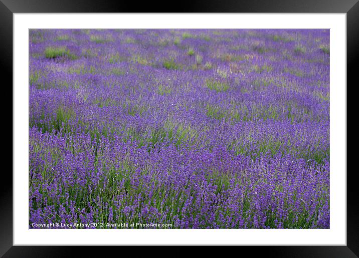 green & purple patterns Framed Mounted Print by Lucy Antony