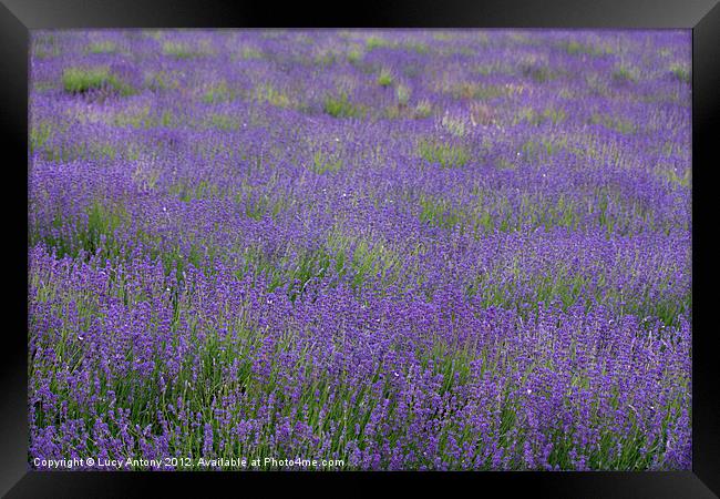 green & purple patterns Framed Print by Lucy Antony