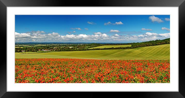 Sussex Poppy Panorama Framed Mounted Print by Phil Clements