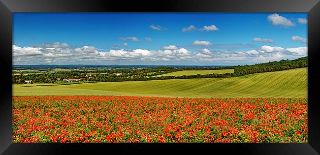 Sussex Poppy Panorama Framed Print by Phil Clements