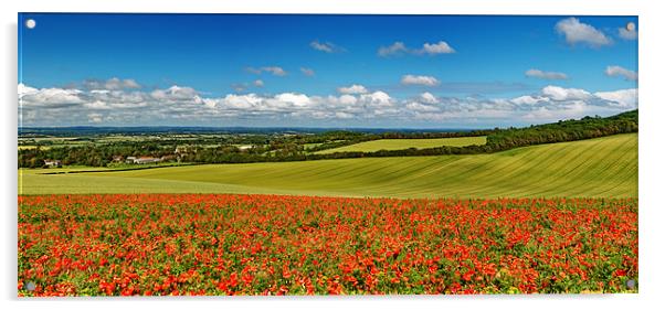 Sussex Poppy Panorama Acrylic by Phil Clements