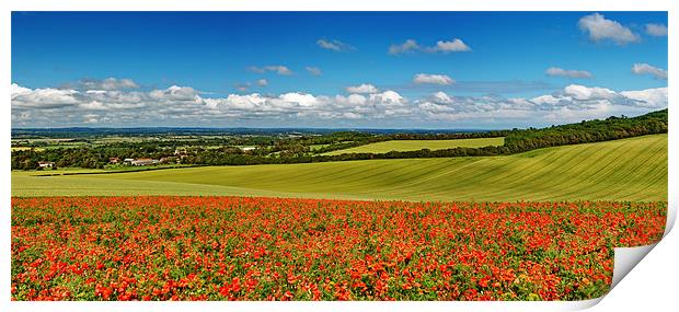 Sussex Poppy Panorama Print by Phil Clements