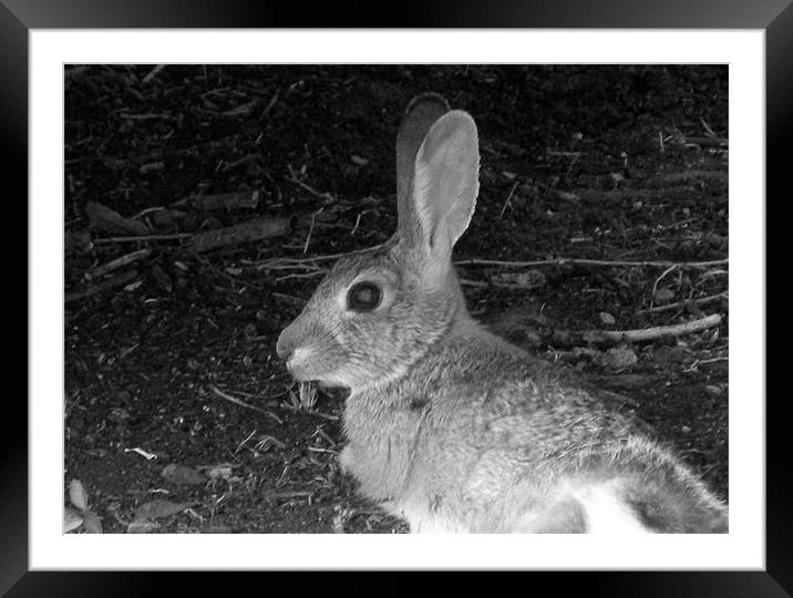 Hare Here Framed Mounted Print by Barbara Schafer