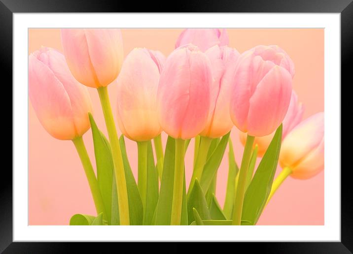HDR Tulips Framed Mounted Print by Paul Kyprianou