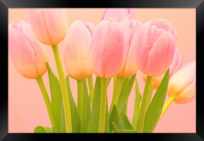 HDR Tulips Framed Print by Paul Kyprianou