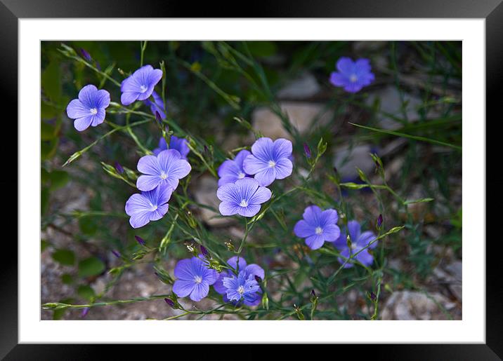 Wild Blue Flax Framed Mounted Print by Jacqi Elmslie