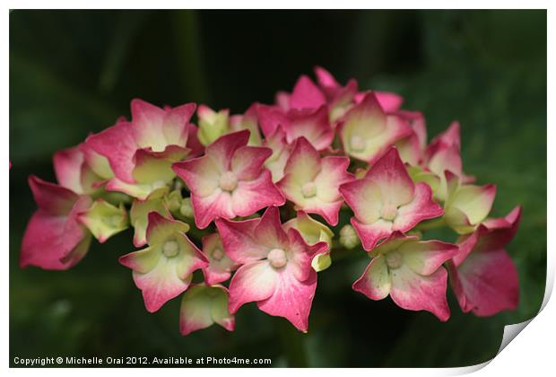 Hydrangea Print by Michelle Orai