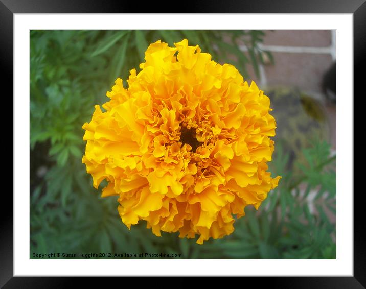 Yellow Marigold Framed Mounted Print by Susan Medeiros