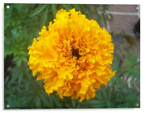 Yellow Marigold Acrylic by Susan Medeiros
