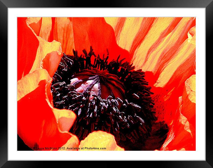 Black Pollen Framed Mounted Print by Laura McGlinn Photog