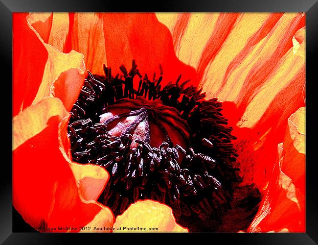 Black Pollen Framed Print by Laura McGlinn Photog