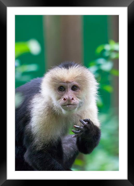 white-faced capuchin monkey Framed Mounted Print by Craig Lapsley