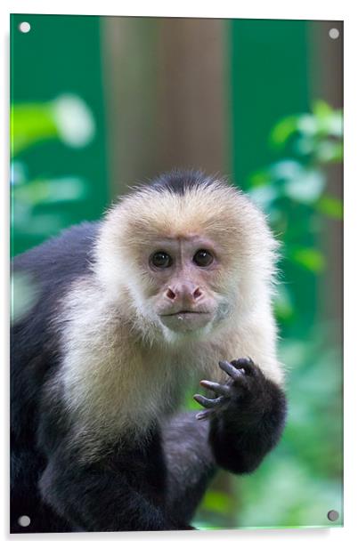 white-faced capuchin monkey Acrylic by Craig Lapsley