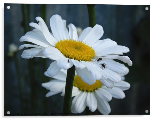 Daisy with Ants Acrylic by Mandie Jarvis