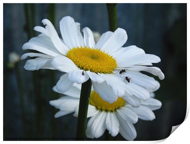Daisy with Ants Print by Mandie Jarvis