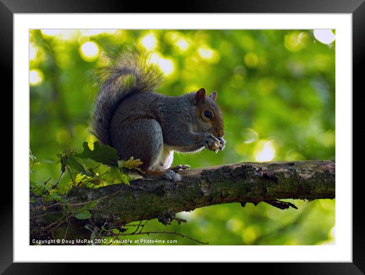 grey squirrel Framed Mounted Print by Doug McRae