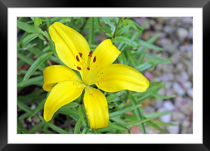 Asiatic Lily Framed Mounted Print by Tony Murtagh