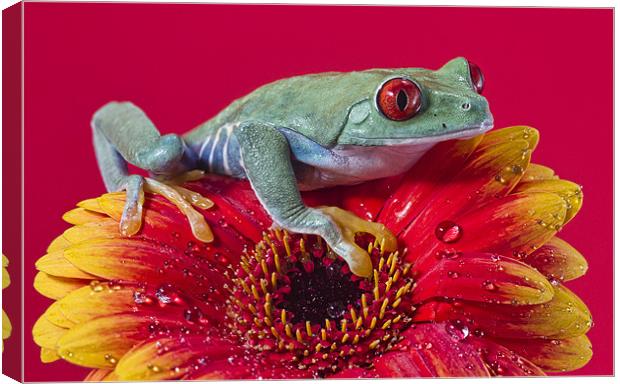 Red Eyed Tree Frog Canvas Print by Val Saxby LRPS