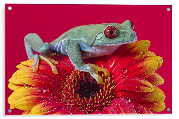 Red Eyed Tree Frog Acrylic by Val Saxby LRPS