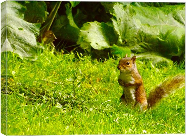 Young Squirrel in Grass Canvas Print by LucyBen Lloyd