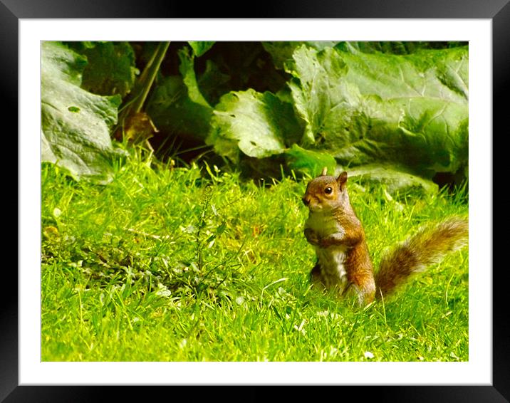 Young Squirrel in Grass Framed Mounted Print by LucyBen Lloyd