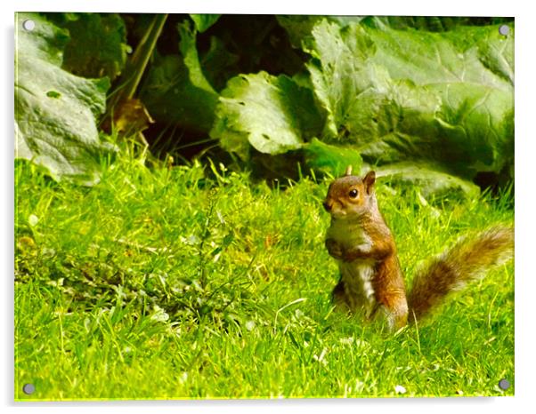 Young Squirrel in Grass Acrylic by LucyBen Lloyd