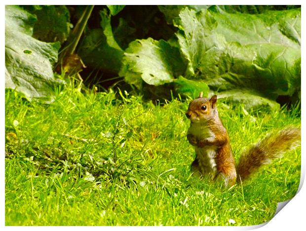 Young Squirrel in Grass Print by LucyBen Lloyd