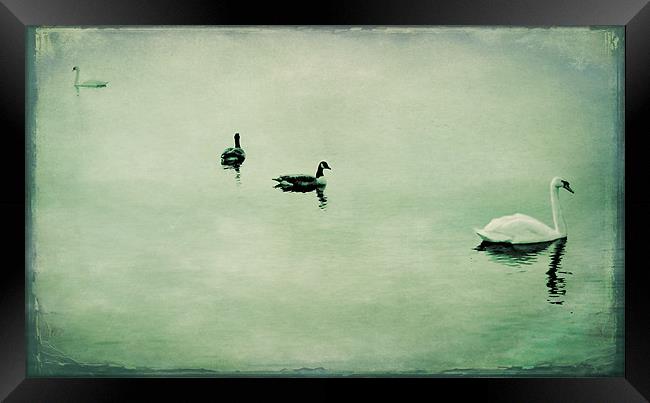 swans and geese Framed Print by Heather Newton
