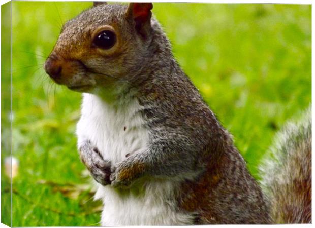 Hungry Squirrel Canvas Print by LucyBen Lloyd