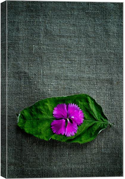 Wrinkled Pink Canvas Print by Chris Andrew