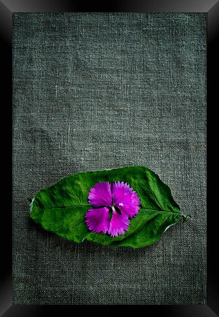 Wrinkled Pink Framed Print by Chris Andrew