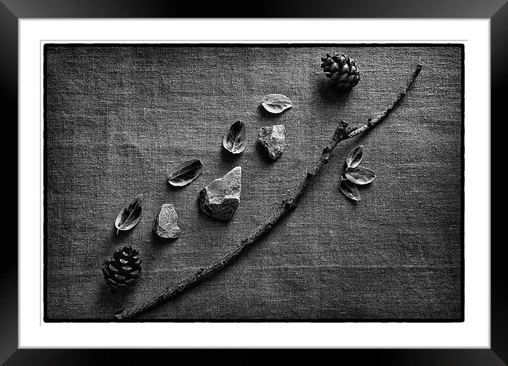 Twigs Still Life Framed Mounted Print by Chris Andrew