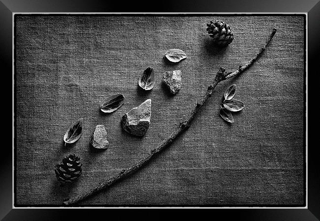Twigs Still Life Framed Print by Chris Andrew