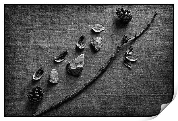 Twigs Still Life Print by Chris Andrew