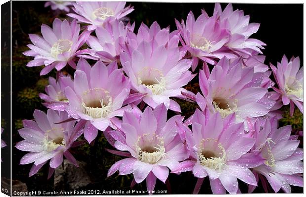 Profusion of Pink Cactus Canvas Print by Carole-Anne Fooks