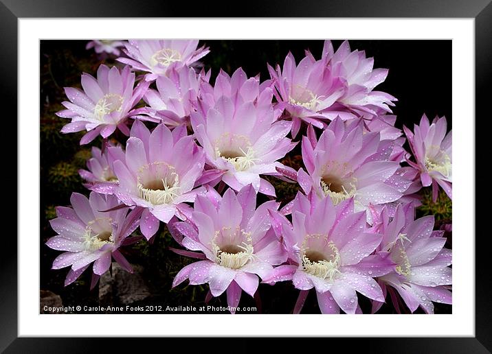 Profusion of Pink Cactus Framed Mounted Print by Carole-Anne Fooks