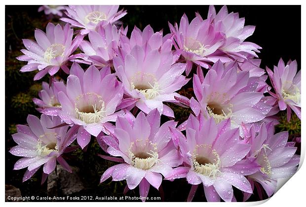 Profusion of Pink Cactus Print by Carole-Anne Fooks